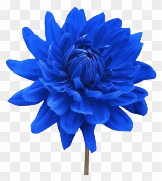Png Single Flower Transparent Single Flower Png Images - Blue Flowers No Back Ground Clipart