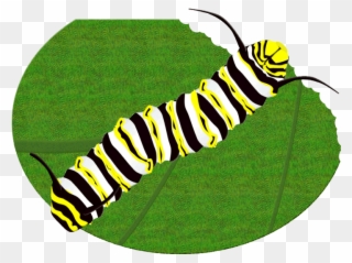 Monarch Butterfly Caterpillar Clipart Brush-footed - Monarch Butterfly Caterpillar - Png Download
