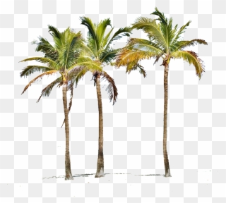 Miami Palm Tree Png - Treacherous Obsession By Kenneth A. Studstill Clipart