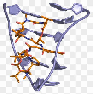Actinomycin Dna Binding - Acridine Orange Binding To Dna Clipart