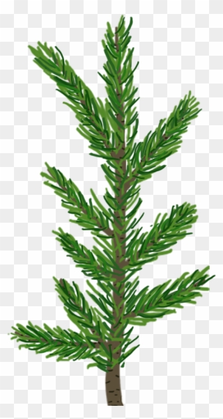 Pine Needle Png Jpg Library Download - Pine Tree Leaf Transparent Clipart