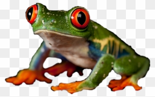 Red-eyed Tree Frog Clipart
