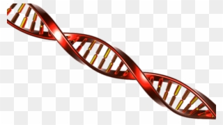Dna String Red And Yellow - Adn Png Clipart