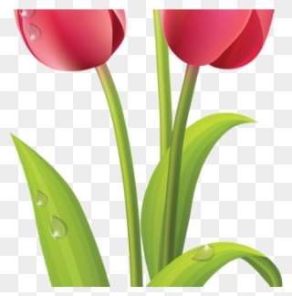 Tulips Clip Art Pink Tulips Clip Art Pinterest Pink - Tulip Flower Clipart - Png Download