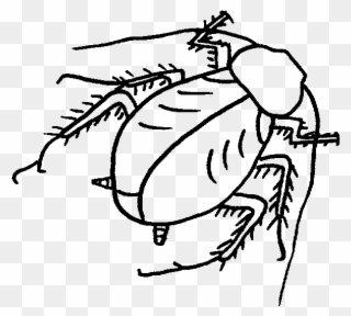 Roach Drawing Black And White Clip Art Download - Roach - Png Download
