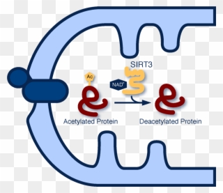 The Sirtuins Are A Large Family Of Nad -dependent Protein - Protein Acetylation Clipart