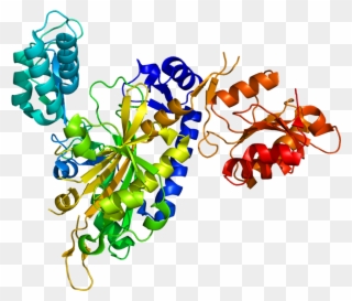 Structure Gly Trna Synthetase Clipart