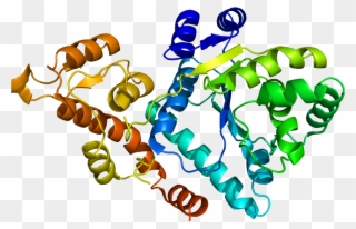 Tyrosyl Trna Synthetases Clipart