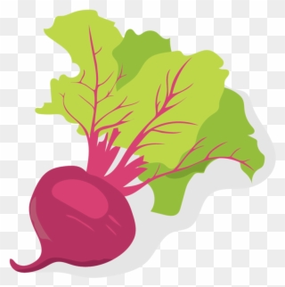 Beets - Illustration Clipart