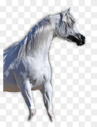 Arabian Horses - Stallion Clipart