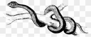 Snake Cliparts Black 4, Buy Clip Art - Snake Black And White Png Transparent Png