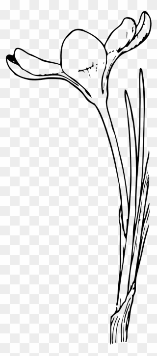 Open Crocus Flower - Crocus Clipart
