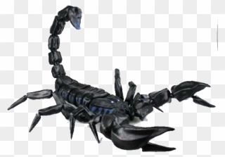 Realistic Scorpion Clipart