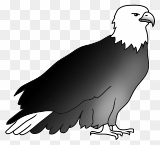 Resting Bald Eagle Drawing - Bald Eagle Clipart