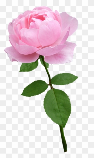 Beware The Hidden Message In Your Valentine's Day Flowers - Pink Stem Rose Clipart