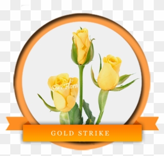 A Very Fresh Bright Yellow Rose Gold Strike Is Very - New Zealand Clipart