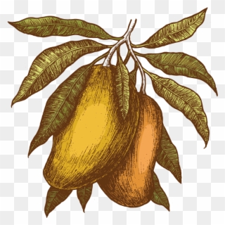 We Are Missionaries In Northern Thailand Fighting Human - Mangoes Vintage Illustrations Clipart