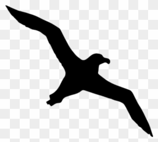 Albatross Silhouette Clipart