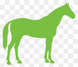 Congratulations To The Following Winners Of A Place - 4 H Horse Clipart