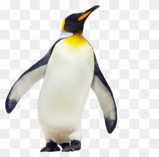 Rockhopper Penguin Clipart Cool - Emperor Penguin - Png Download
