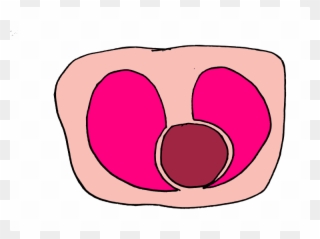 When You Look At A Cross Section Of The Lungs And Heart, - Heart Clipart