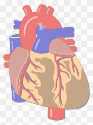 Coronary Arteries Anterior View Of The Heart - Heart Major Blood Vessels Clipart