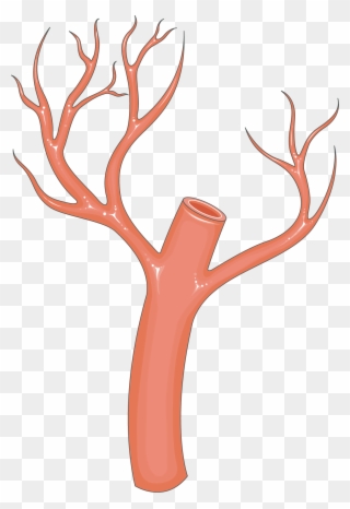 Arteries Clipart