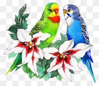 Parrots - Birds With Flowers Drawing Clipart