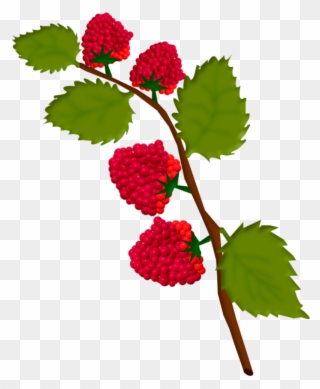 Fruitsass 1 Framboise2 - Raspberry Drawing Png Clipart