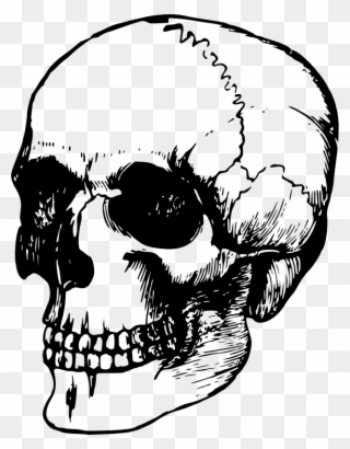 Calavera Human Skull Symbolism Art Human Skeleton - Dead Head Clipart