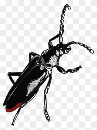 Cerambyx Cerdo Le Capricorne Zodiac Beetle - Besouro Grande Clipart