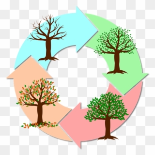 Seasons Of The Year Tree - Imagens Das Estações Do Ano Clipart