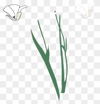 White Long Stem Flower Broke Apart Clip Art - Stem Of A Plant Clipart - Png Download
