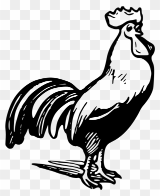 Rooster - Rooster Line Art Clipart