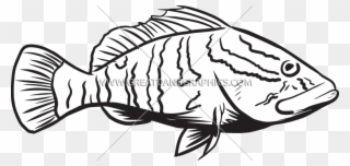Royalty Free Library Grouper Different Pencil And - Grouper Clip Art - Png Download