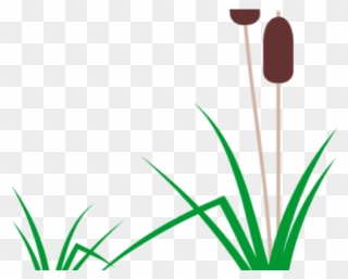 Swamp Clipart Aquarium Plant - Cartoon Cattail - Png Download