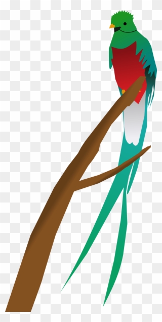 Quetzal - Quetzal Clipart - Png Download