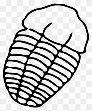 Trilobite Fossil Free Vector Graphics - Trilobite Fossil Drawing Clipart