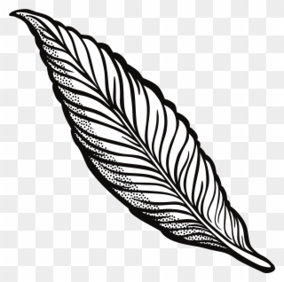 Turkey Feather Clipart Transparent Download Outline - Feather Clipart Transparent - Png Download