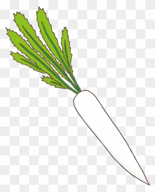 Radis Japonais - Carrot Clipart