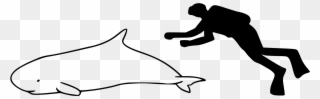Open - Dwarf Sperm Whale Size Comparison Clipart