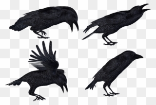 Crows Png Stock By Roys Art Images - Crows Stock Clipart