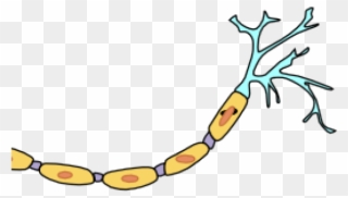 Neuron Clipart Animated - Motor Neuron Not Labeled - Png Download