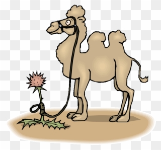 Tied Up Camel - Camel Tied To Flower Mugs - Stainless Steel Travel Clipart