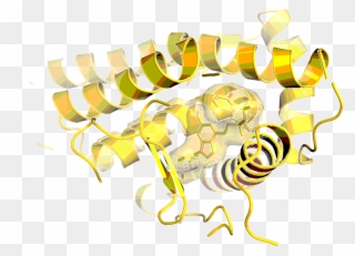 Human Glucocorticoid Receptor With Bound Agonist - Receptor Clipart