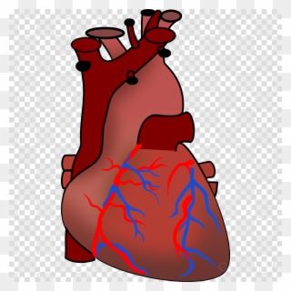 Human Heart Clipart Heart Human Body Clip Art - Vampire Png Transparent Png