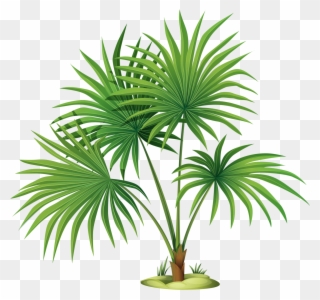 Palm Tree Leaves Clipart , Png Download Transparent Png