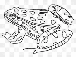 Amphibian Clipart Black And White - Amphibian Coloring Page - Png Download