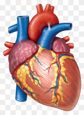 Banner-main - Shape Of Heart Anatomy Clipart