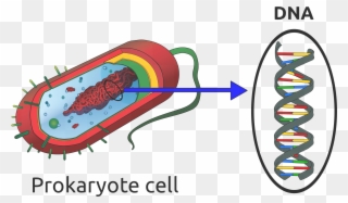 Open - Dna Prokaryotic Clipart